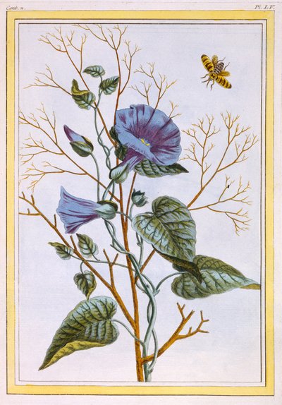 The Great Purple Bindweed, c.1776 by Pierre Joseph Buchoz